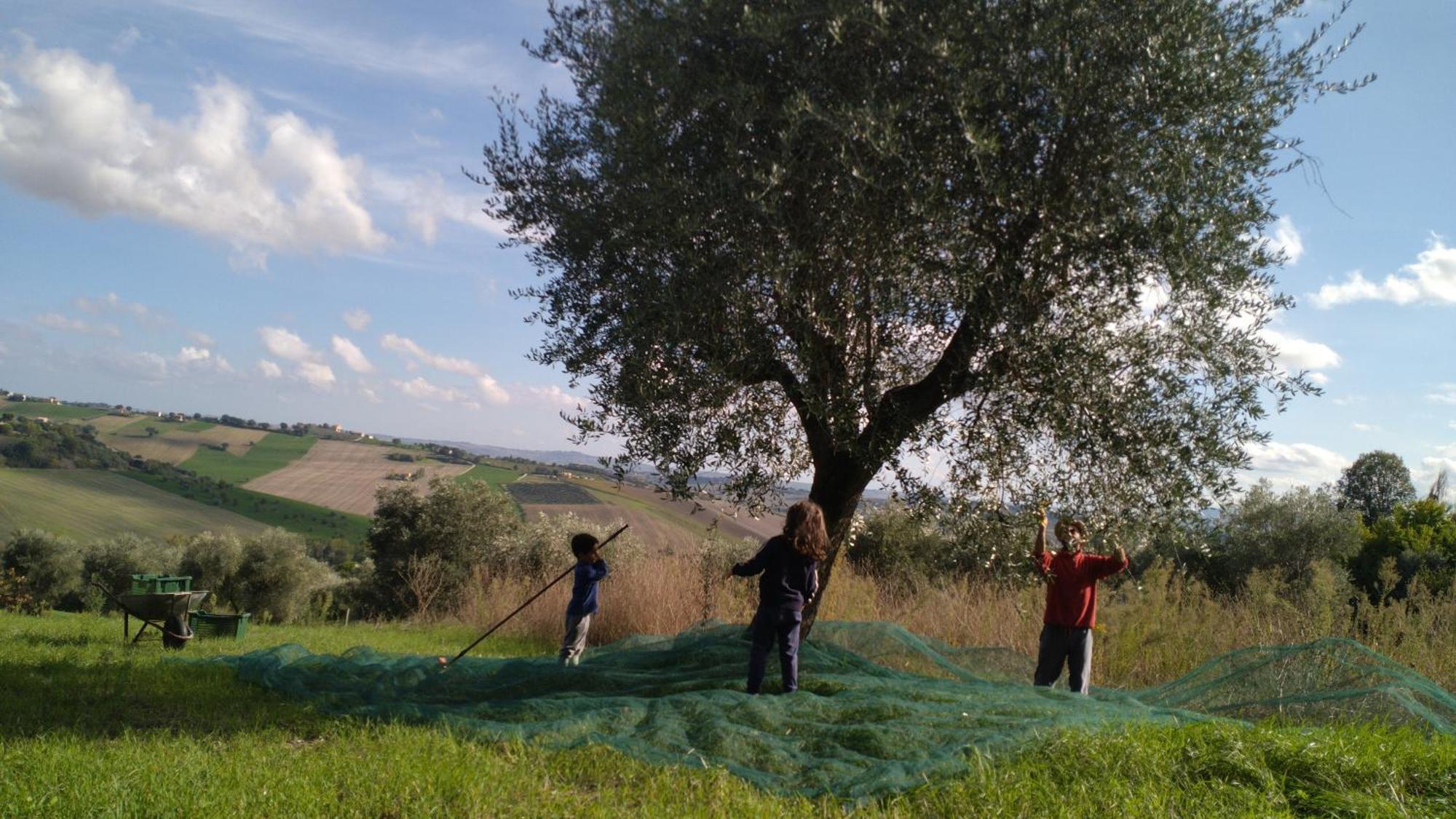 Agriturismo Campo Aperto Belvedere Ostrense 외부 사진